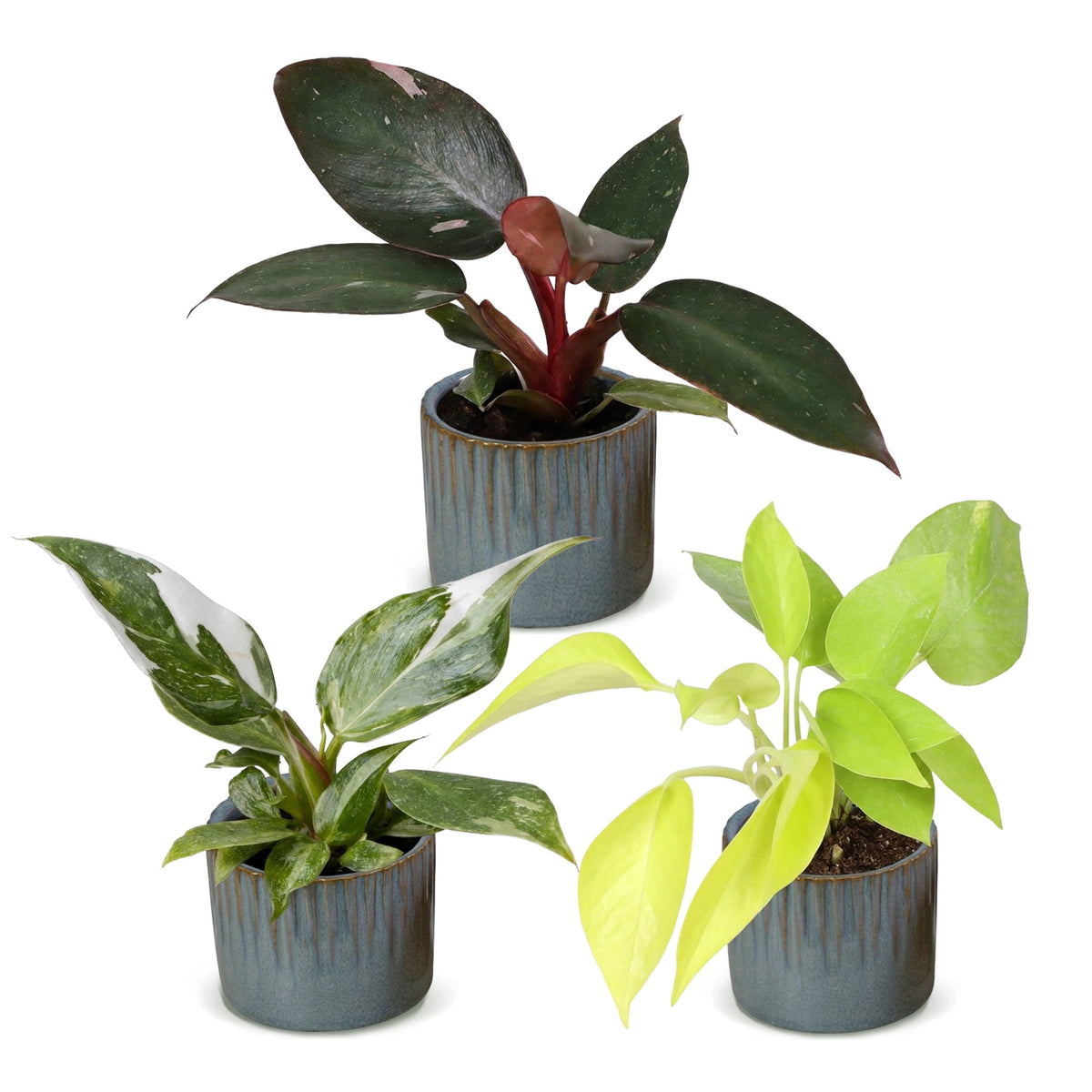 Baby Philodendron Tricolour 3x - Wit - Roze - Geel - Groen - Tropisch - incl. Linnea Misty Blue - Ø6cm - ↕10-15cm