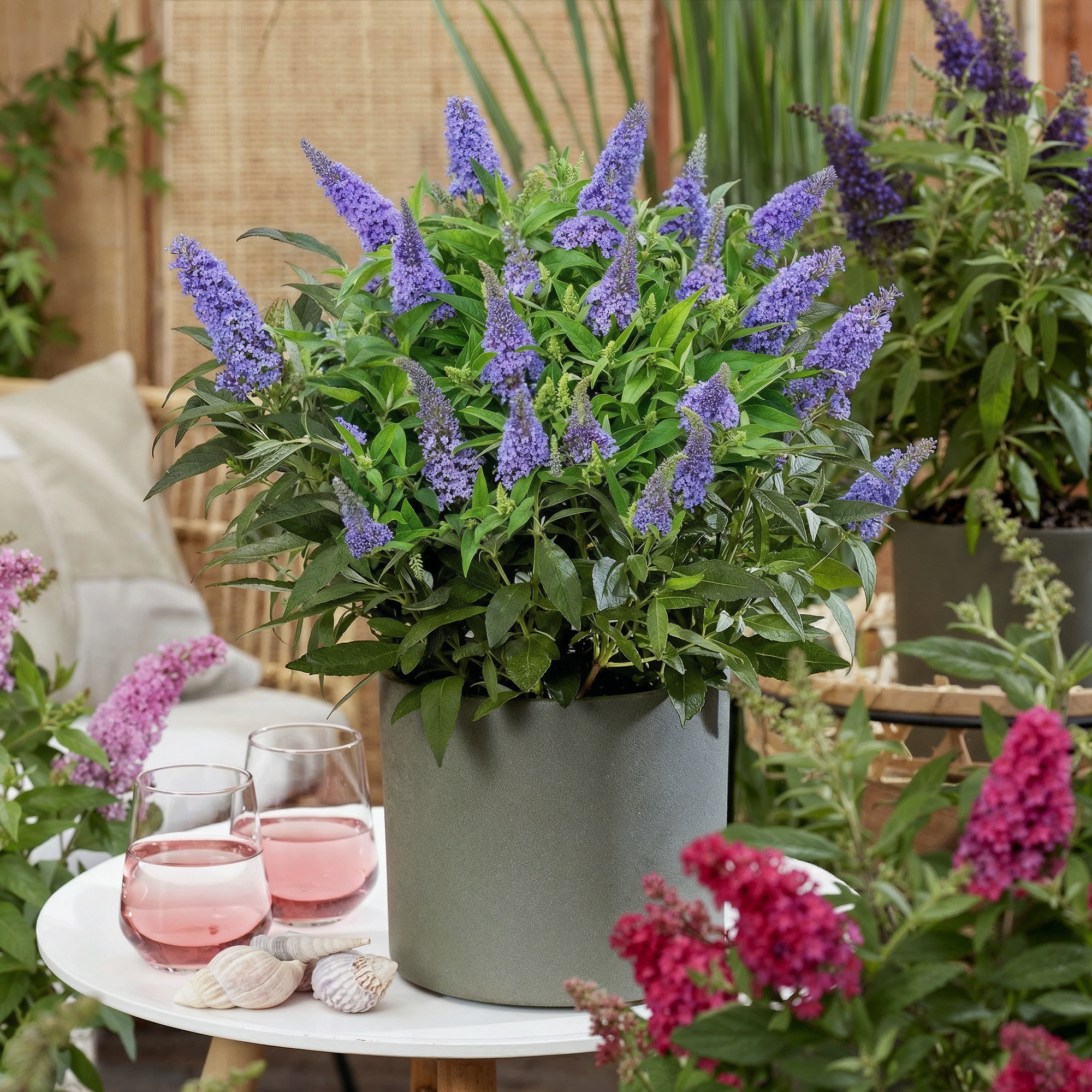 Buddleja davidii Butterfly Candy Little Lila - Vlinderstruik - Compact - Lila - 3 Planten - Pot 12cm - Hoogte 20-25cm