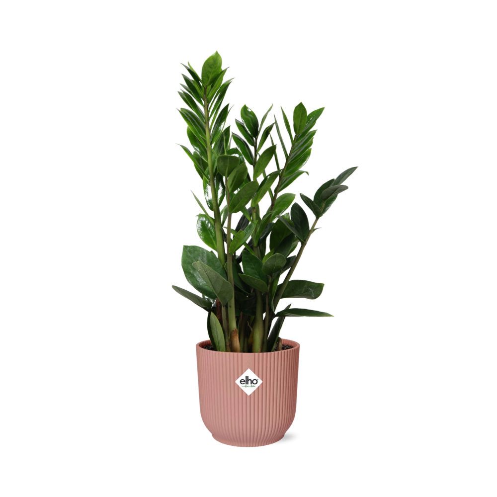 Zamioculcas – Höhe 45-50 in ELHO Vibes Falt 14cm rosa