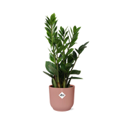 Zamioculcas – Höhe 45-50 in ELHO Vibes Falt 14cm rosa
