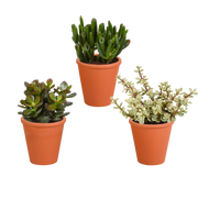 Crassula mix 8.5 cm - 3x - in terracotta pot