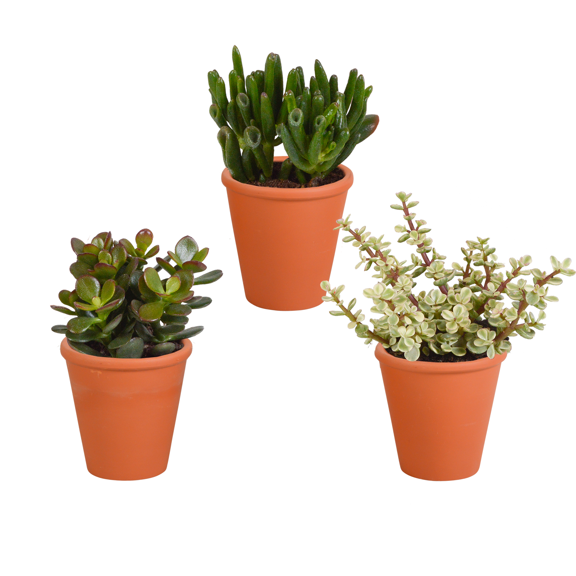 Crassula mix 8.5 cm - 3x - in terracotta pot