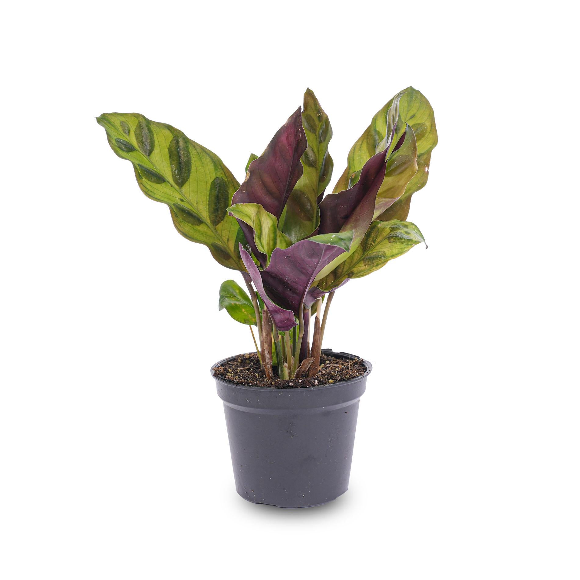 Calathea Lancifolia - Pianta di pavone - Pianta da terrario - Vaso misura 6