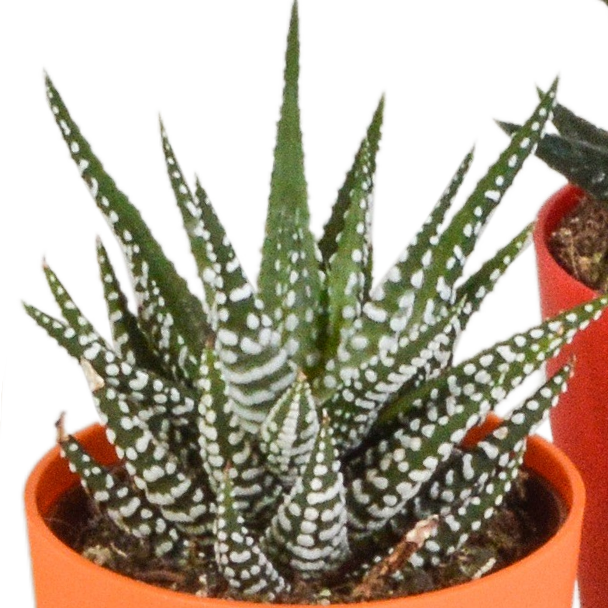 Gasteria/Haworthia mix 5,5cm - 5x - in gekleurde plasticpot