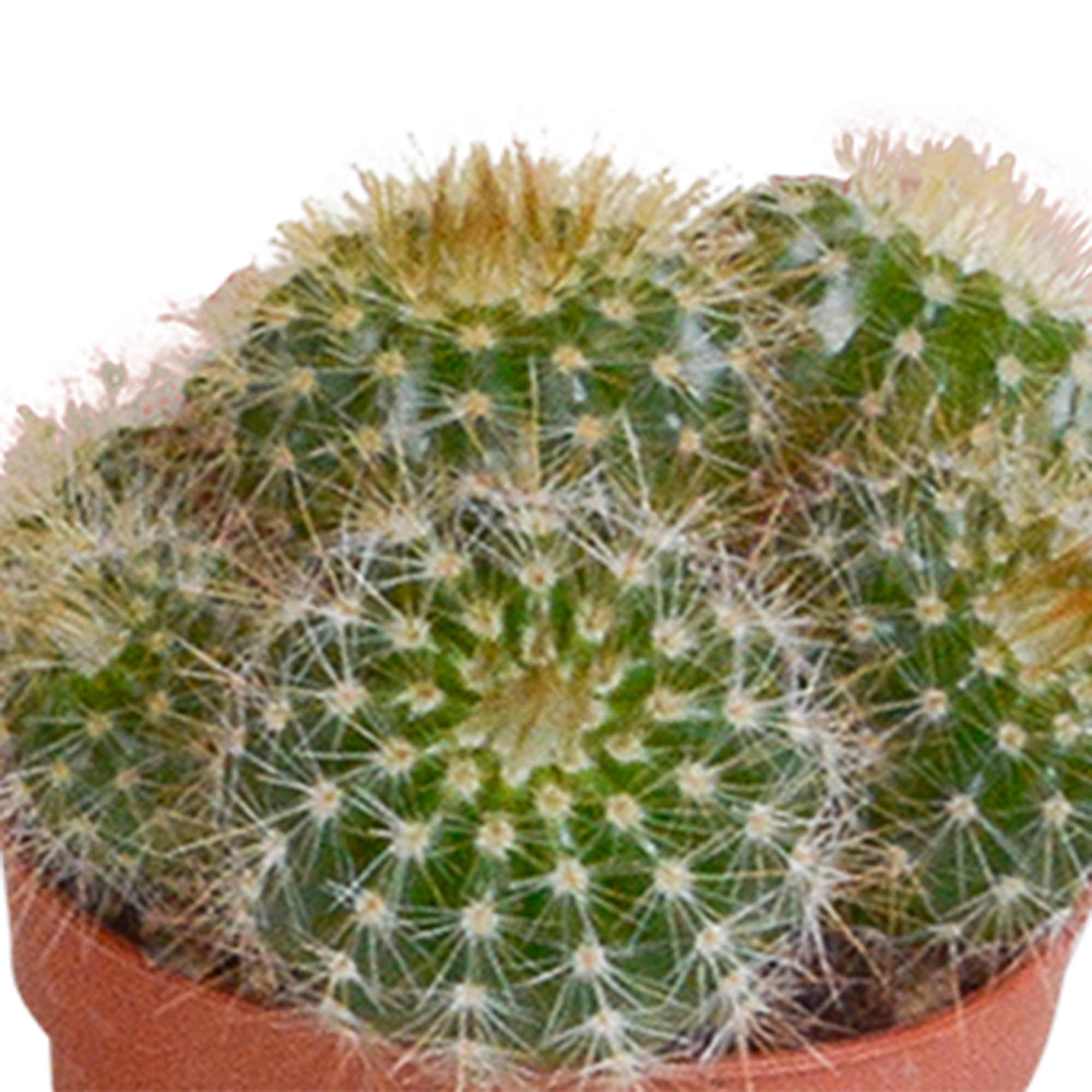 Mix di cactus 5,5 cm - 5x - senza vaso
