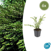 6x Lonicera pileata - ↕10-25cm - Ø9cm