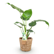 Alocasia Cucullata - Olifantsoor - met mand - Pot 17cm - Hoogte 60-65cm