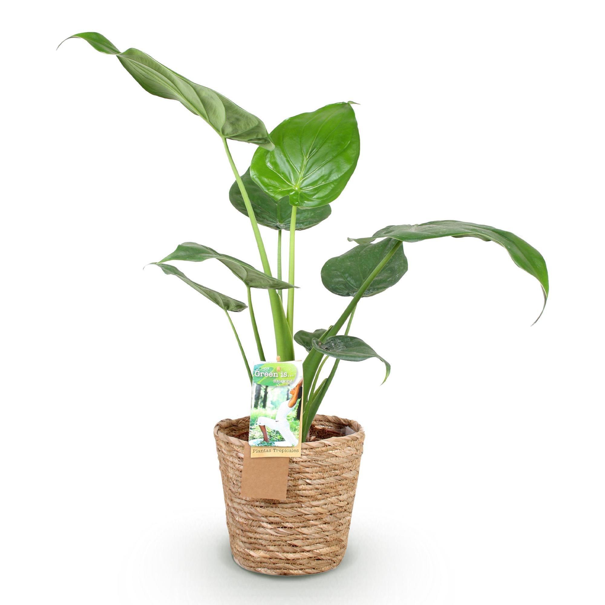 Alocasia Cucullata - Olifantsoor - met mand - Pot 17cm - Hoogte 60-65cm