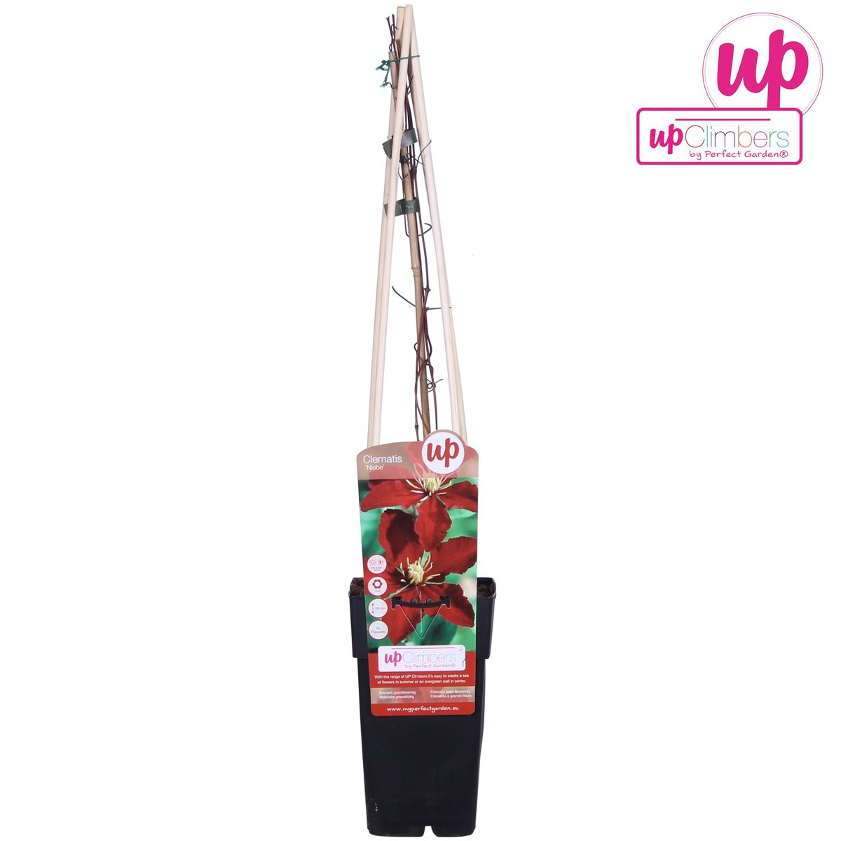 Clematide Niobe - ↨65cm - Ø15