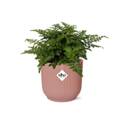 Asplenium Parvati in ELHO Vibes Fold 14cm roze