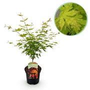 Green boutiQ - Pianta da patio - Acero giapponese - Acer palmatum Orange Dream - Arancione - 1 pianta - Decidua - Vaso 19 cm Altezza 70 cm
