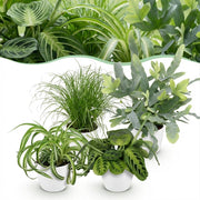 Plantenbox - Chlorophytum - Cyperus - Phlebodium - Marantha - Mix van 4 - Huisdiervriendelijke Planten - Groen - 4 Planten - met Potter Wit - Pot 12cm - Hoogte 25cm