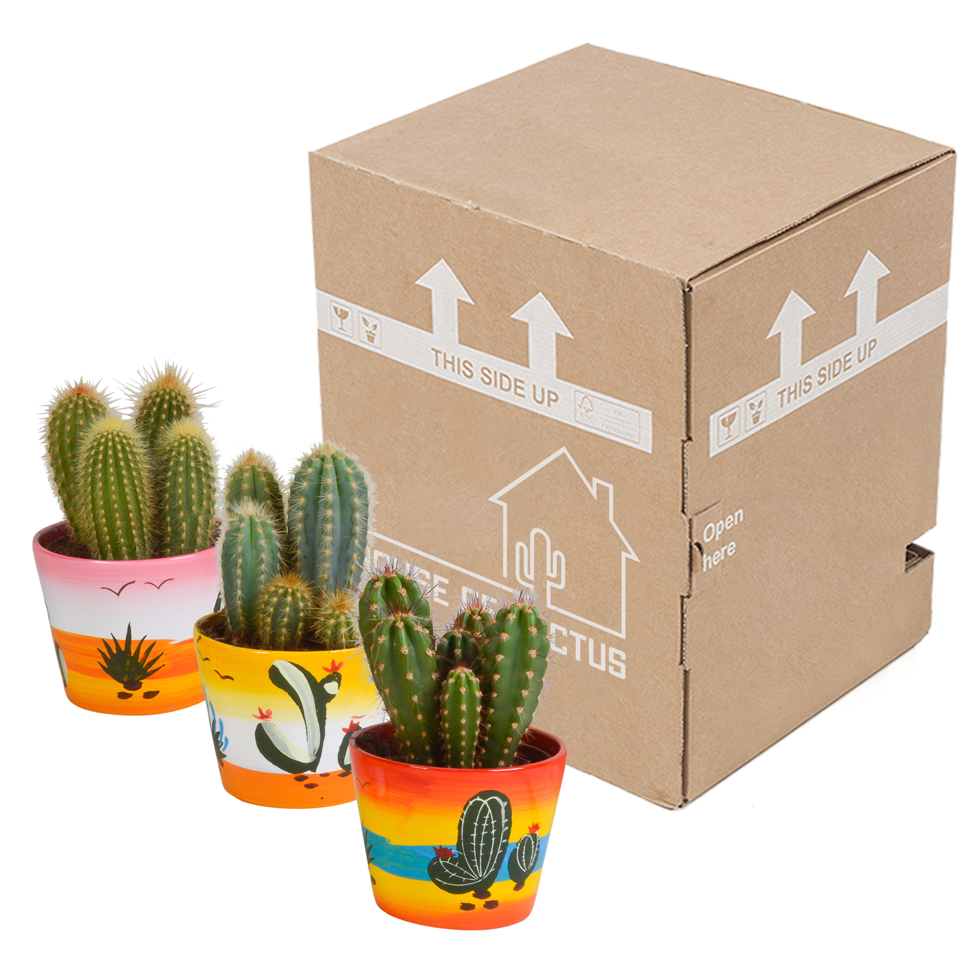 Cereus mix 10,5cm - 3x - in Mexicaanse pot