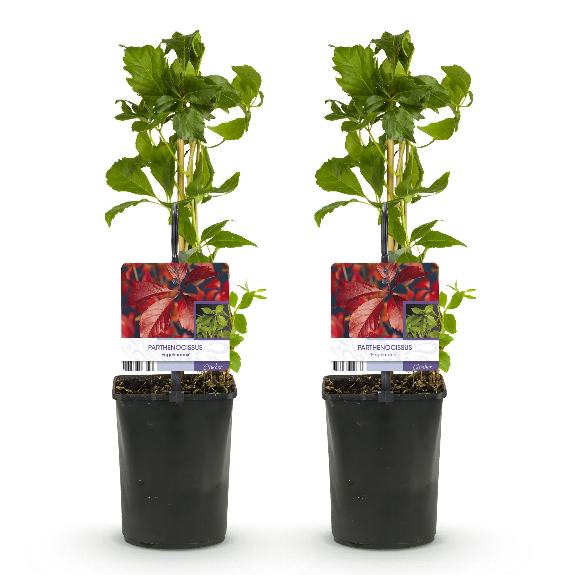 Green boutiQ – Wilde Weinrebe – Parthenocissus engelmannii – Blattgrün, später rot – Pflegeleicht – 2 Pflanzen – Topf: 11 cm, Höhe: 40 cm
