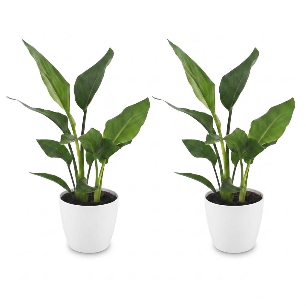 Strelitzia Reginea - Paradijsvogelbloem - 2x - met Potter Wit - Pot 12cm - Hoogte - 35cm
