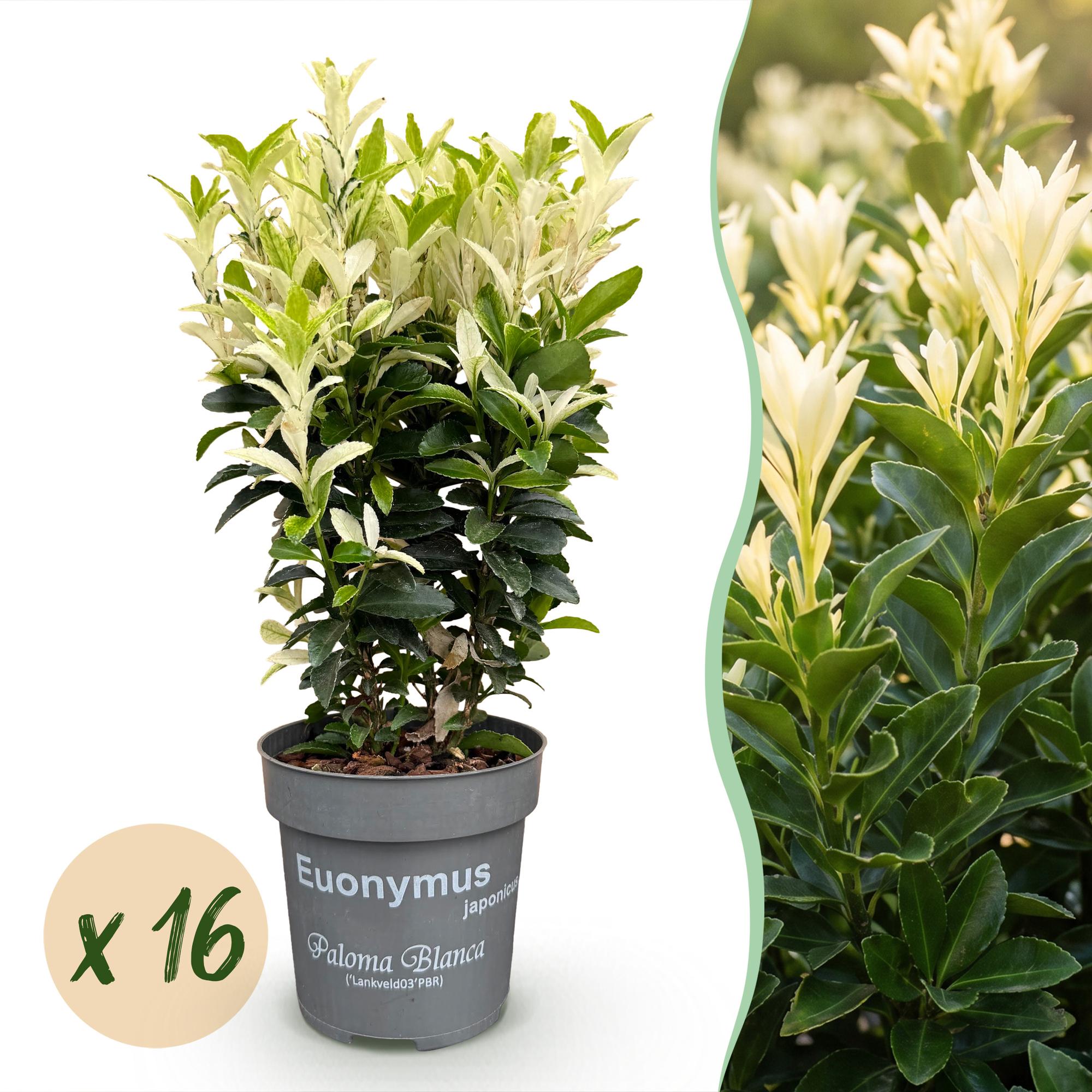 Euonymus japonica Paloma Blanca - Kardinaalsmuts - 6x - Haagplanten - Groenblijvend - Groen - Wit - Pot 9cm - Hoogte 20-30cm