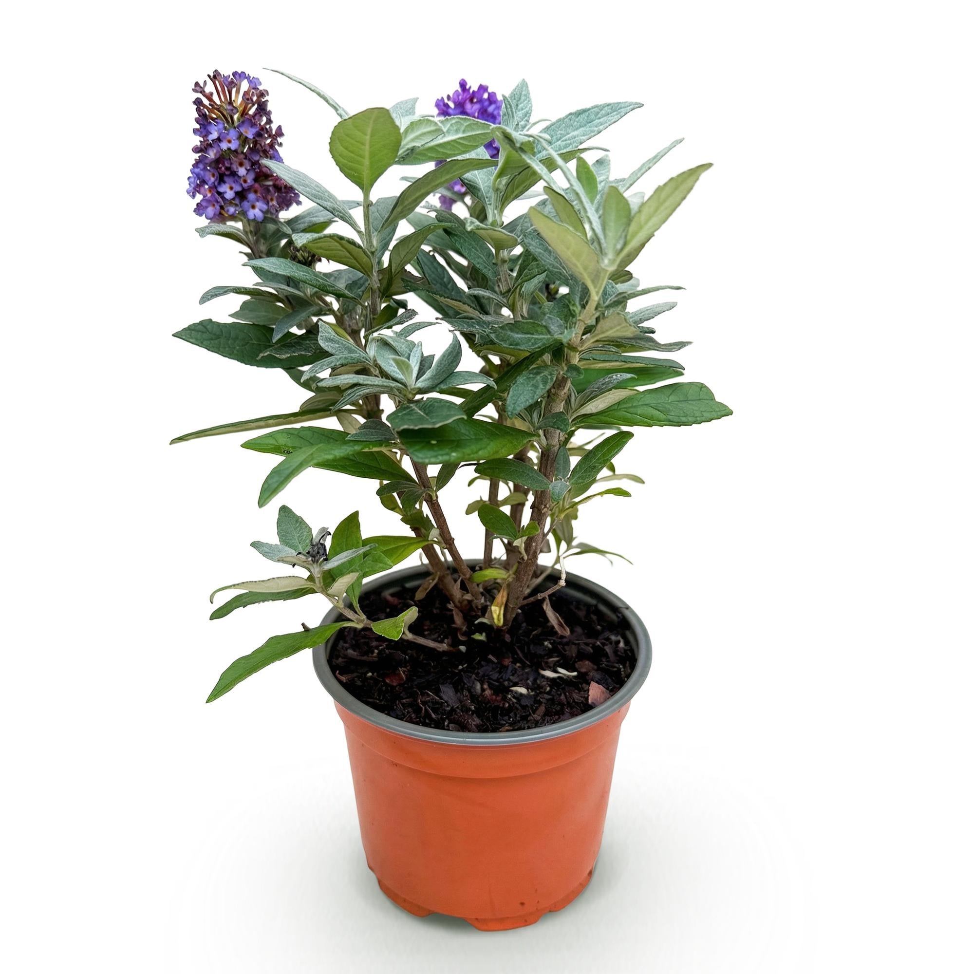 Buddleja davidii Butterfly Candy Little Lila - Vlinderstruik - Compact - Lila - 1 Plant - Pot 12cm - Hoogte 20-25cm