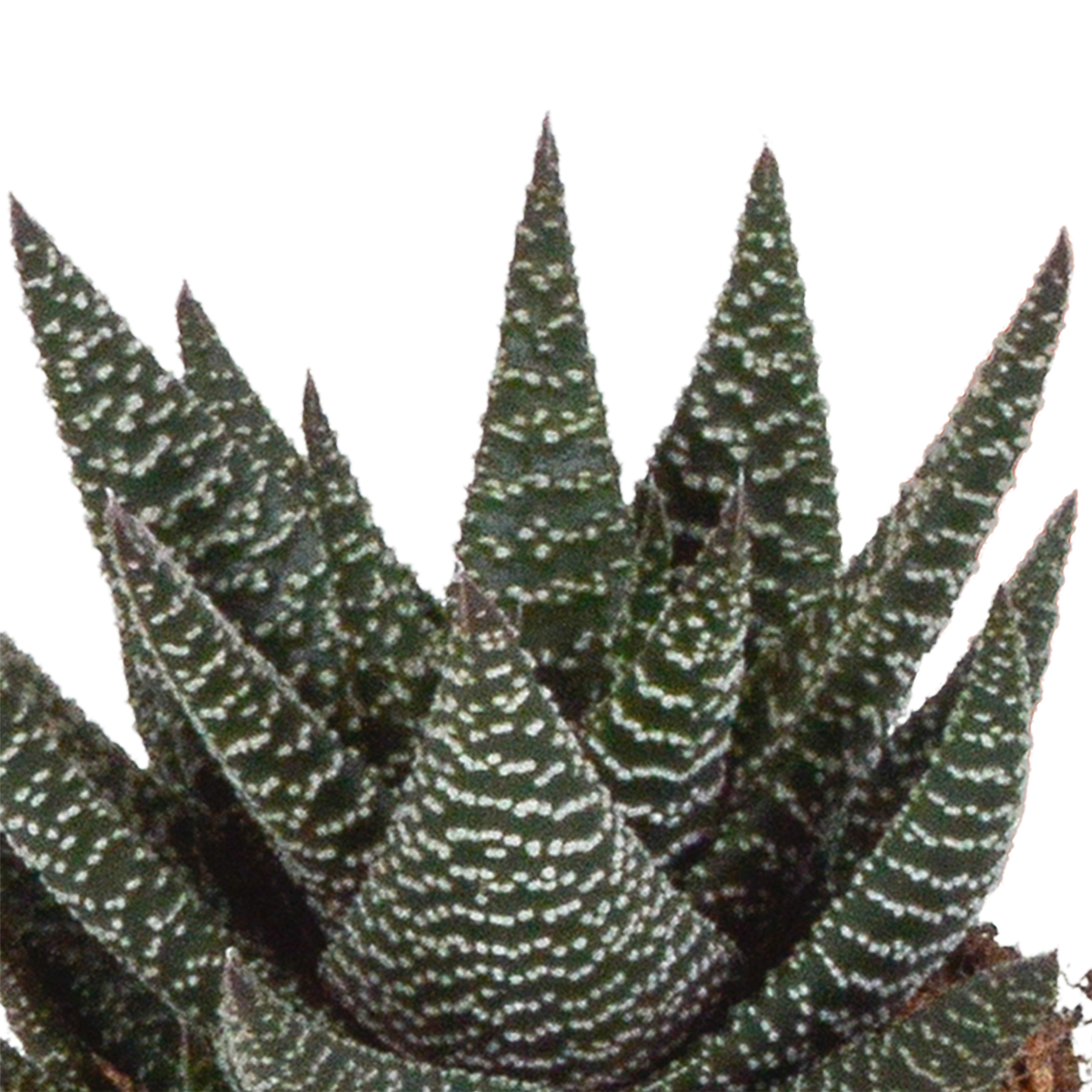 Mélange Gasteria/Haworthia 8,5 cm - 3x - sans pot