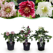 Lenten Rose - Helleborus orientalis Double Tricolour - Roze - Rode - Witte Bloem -3 Planten - Groenblijvend - Pot 14cm Hoogte 35cm