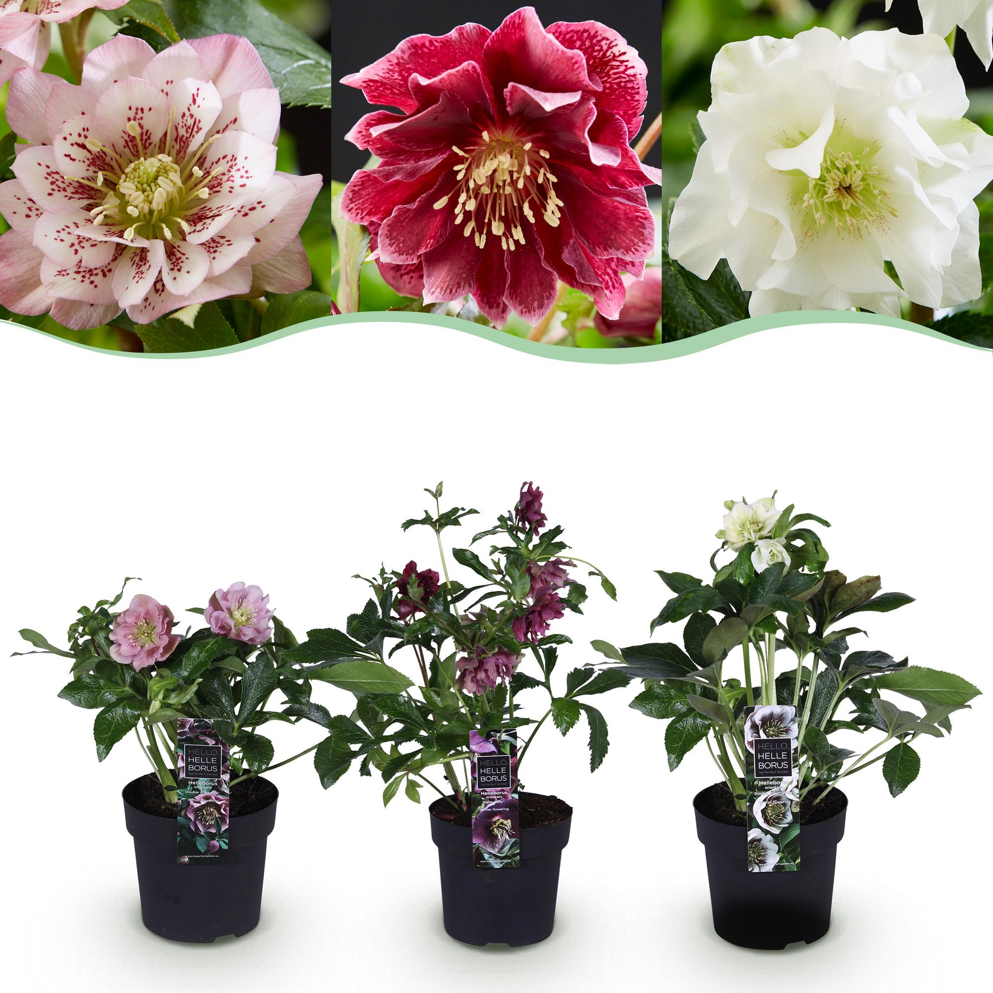 Lenten Rose - Helleborus orientalis Double Tricolour - Roze - Rode - Witte Bloem -3 Planten - Groenblijvend - Pot 14cm Hoogte 35cm