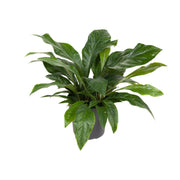 Anthurium Jungle Bush - Ø30cm - ↕70cm