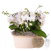 Kolibri Orchids | Witte Jungle Bouquet Niagara Fall in Cotton Basket