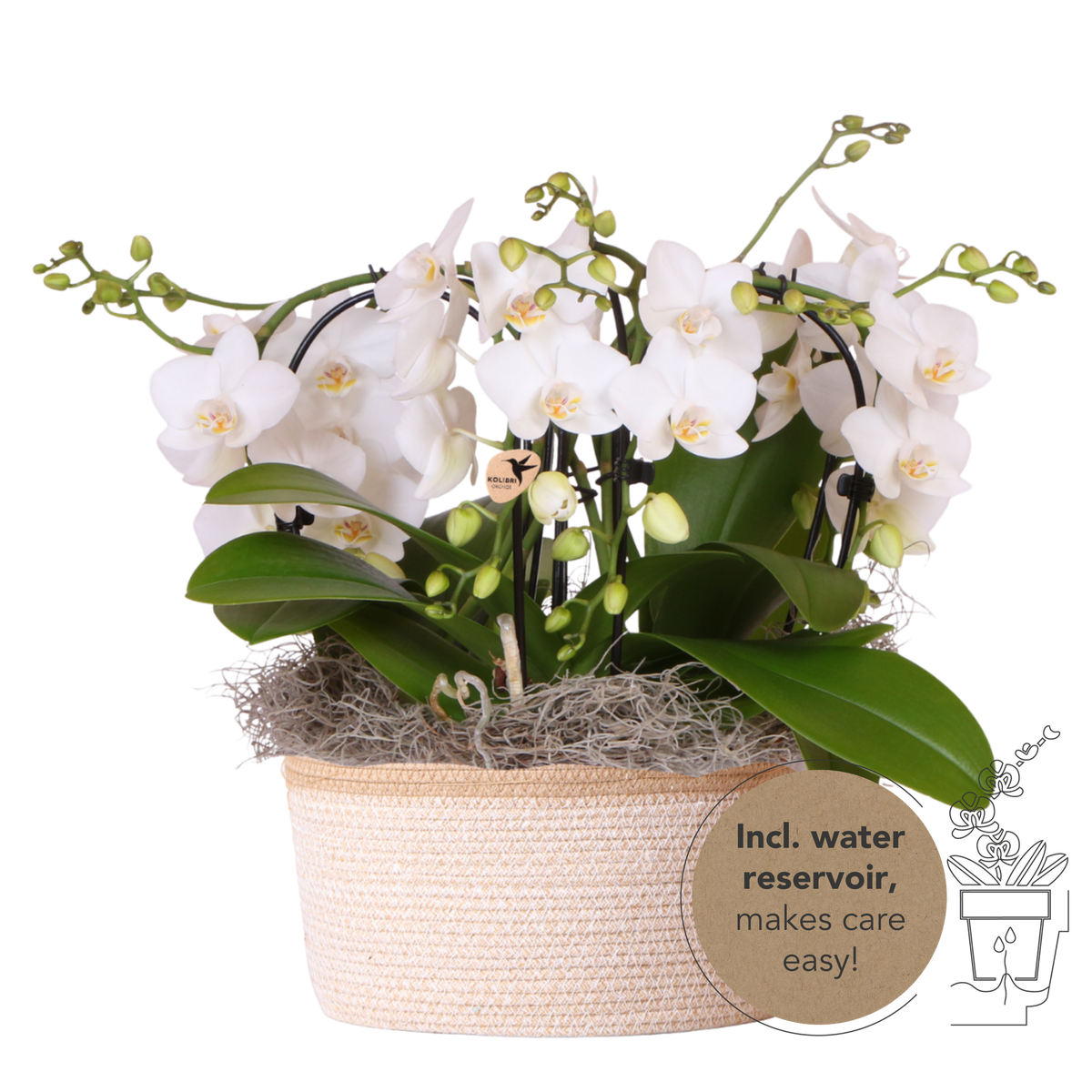 Kolibri Orchids | Witte Jungle Bouquet Niagara Fall in Cotton Basket