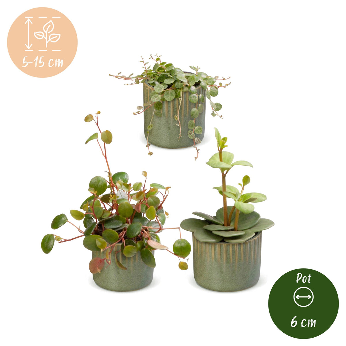 Baby Peperomia Mix 3x - Groen - Rood - Tropisch - incl. Linnea Olive - Ø6cm - ↕5-15cm