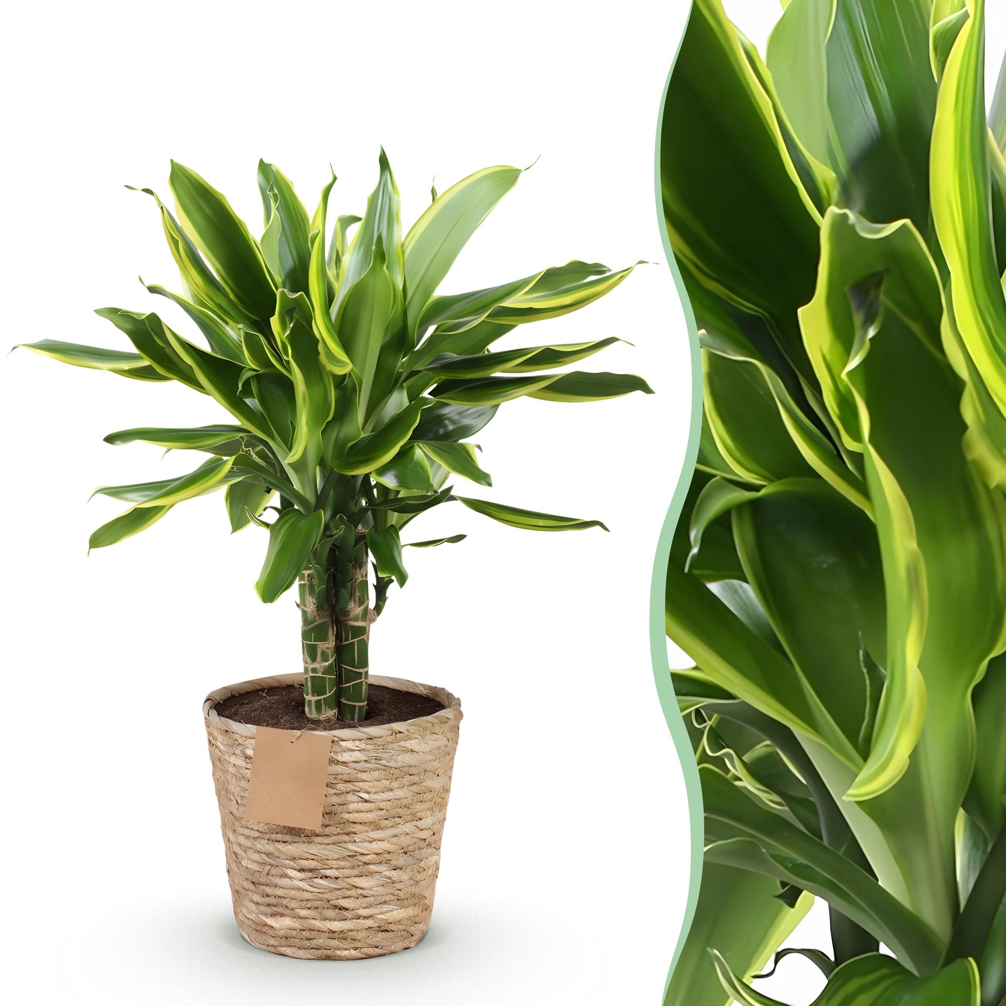 Dracaena fragrans Golden Coast - Drakenbloedboom - Weinig onderhoud - met mand - Groen - 1 Plant - Pot 17cm - Hoogte 50-55cm