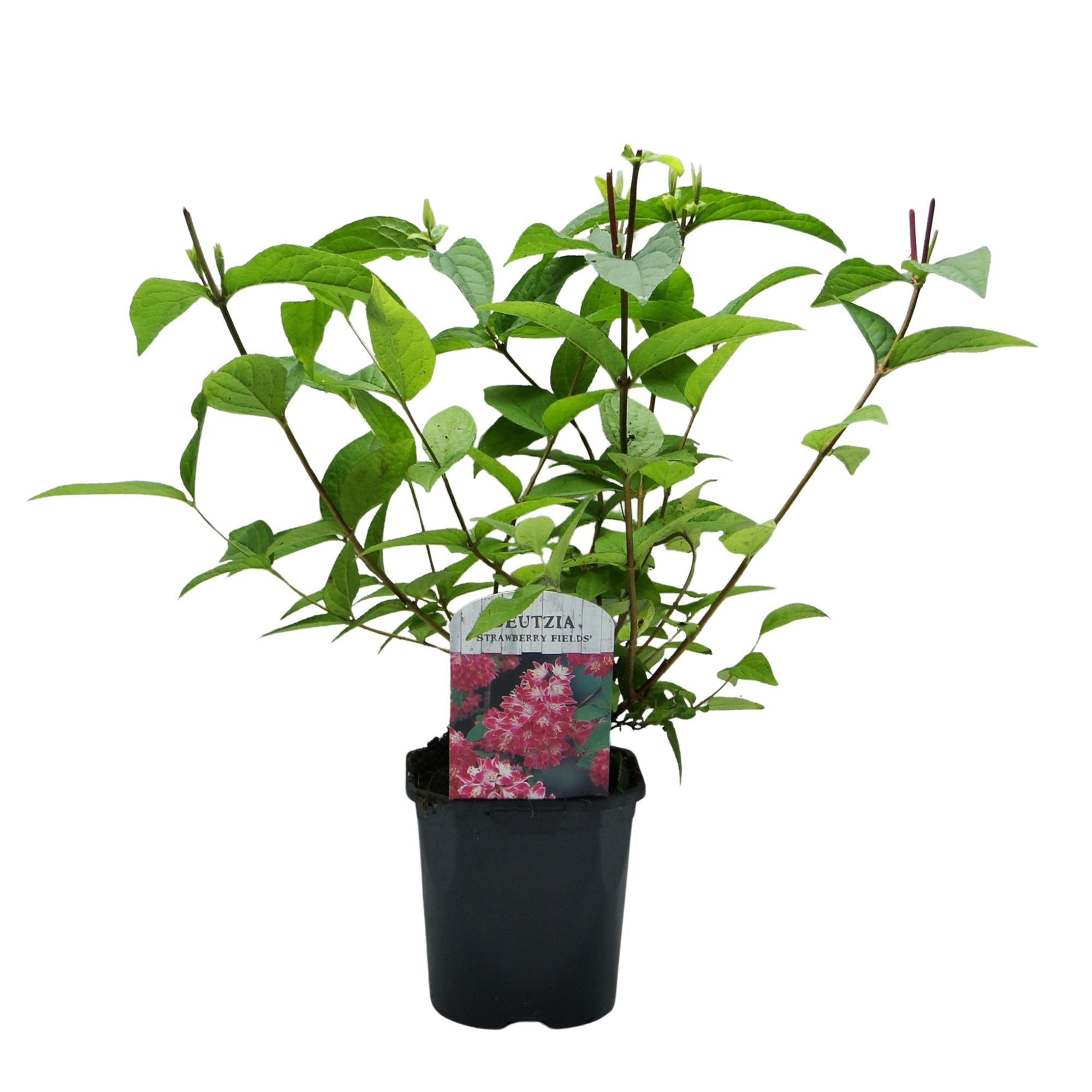 Deutzia hybrida Strawbery Fields - Bloem Roze - 1 Plant - Bladverliezend - Weinig Onderhoud - Pot 17cm Hoogte 45cm