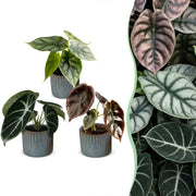 Baby Alocasia Tricolour 3x - Rood - Groen - Zwart - Tropisch - incl. Linnea Misty Blue - Ø6cm - ↕12cm