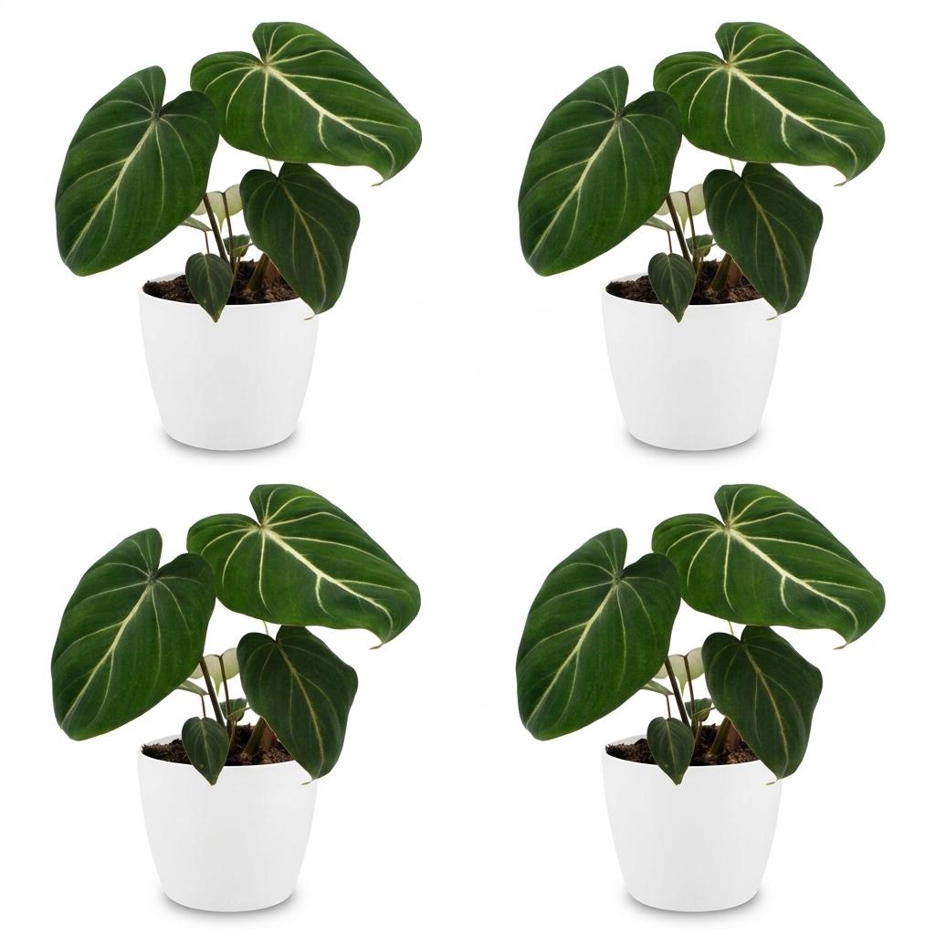 Philodendron Gloriosum - 4x - met Potter Wit - Pot 12cm - Hoogte - 25cm