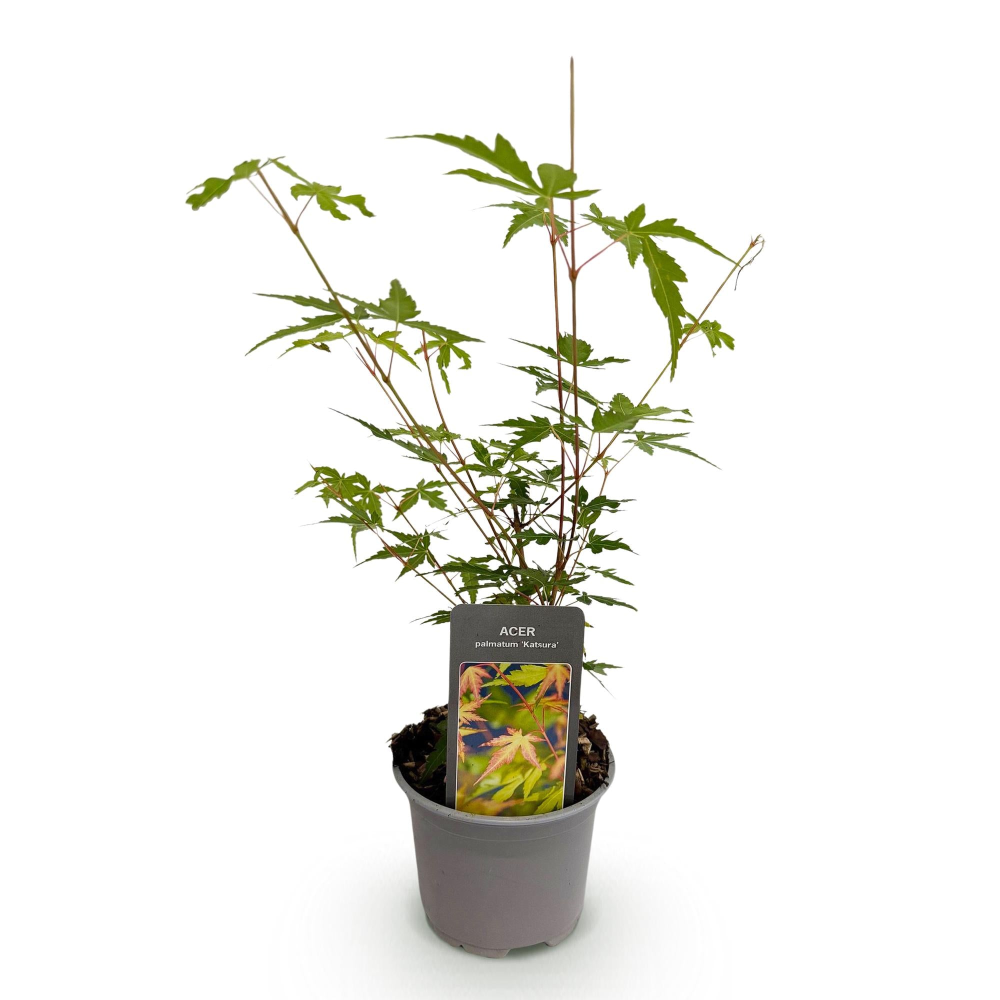 Acer palmatum Sangokaku - Groen - 1 Plant - Bladverliezend - Weing Onderhoud - Pot 12cm Hoogte 35cm