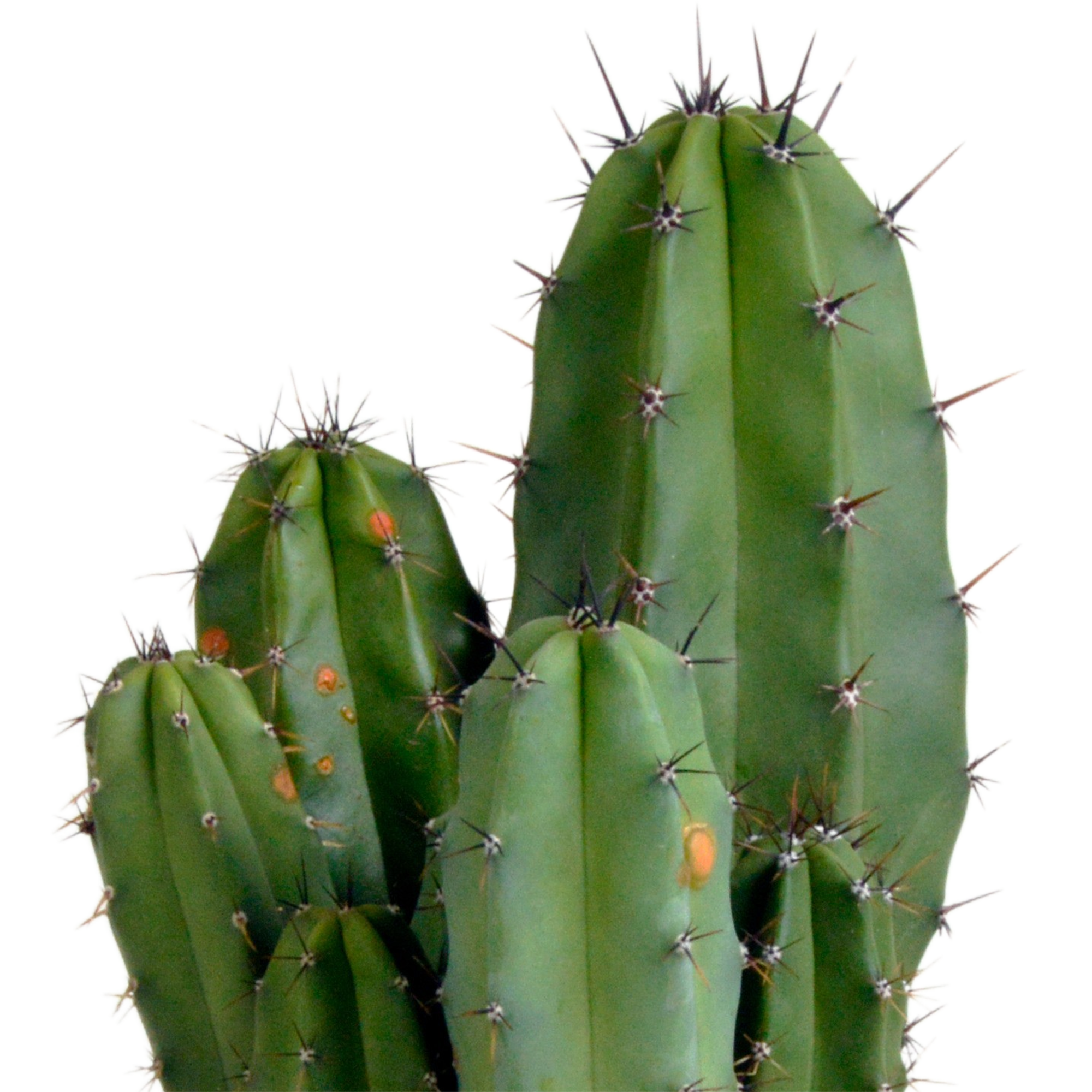 Polaskia chula 12cm