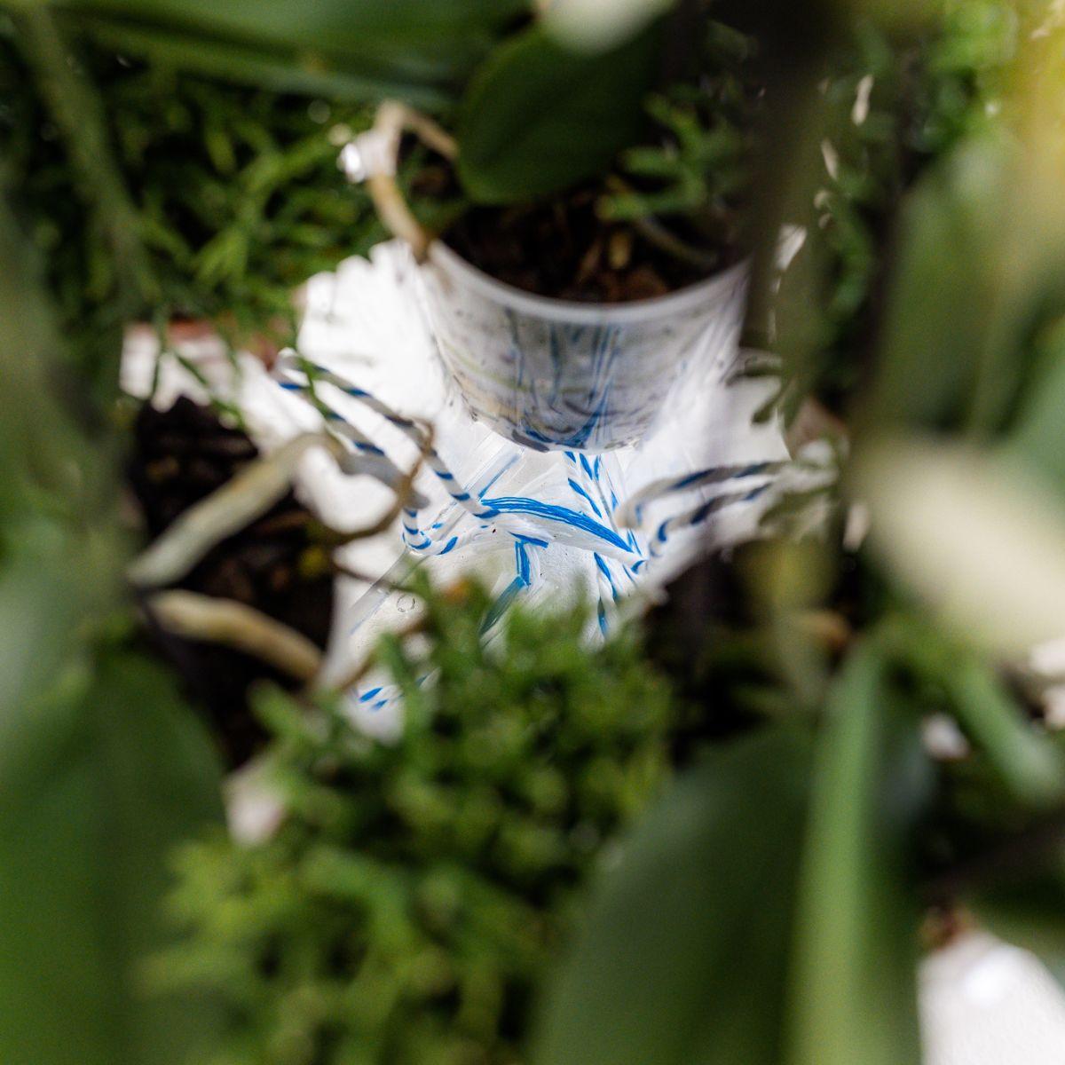 Kolibri Orchids | Weißes Orchideen-Set im Honigtopf inkl. Wasserreservoir | Drei weiße Orchideen Ghent 12cm | Mono-Bouquet weiß mit selbstversorgendem Wasserreservoir