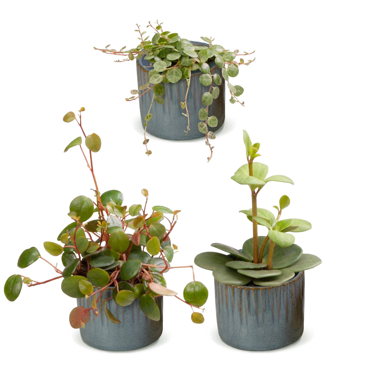 Baby Peperomia Mix 3x - Groen - Rood - Tropisch - incl. Linnea Misty Blue - Ø6cm - ↕5-15cm