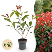 Photinia fraseri Carre Rouge - Glansmispel 40x - Haagplanten - Groenblijvend - Rood - Pot 9cm - Hoogte 25-35cm