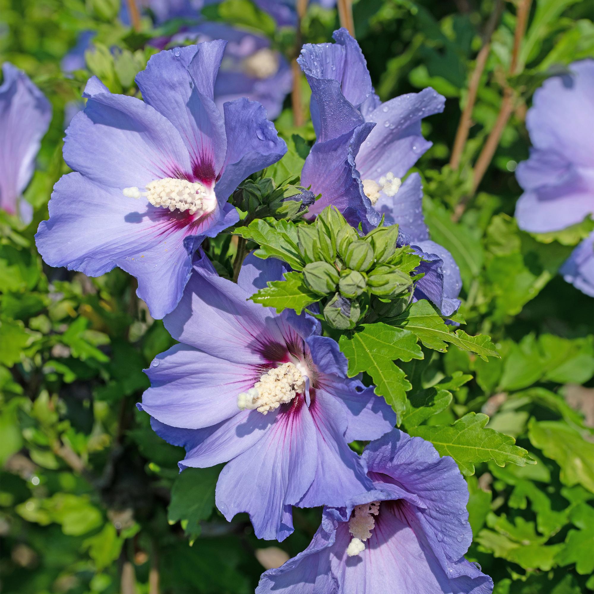 Green boutiQ – Sträucher – Hibiscus syriacus 'Oiseau Blue' – Blaue Blüte – 1 Pflanze – Laubabwerfend – Pflegeleicht – Topf: 17 cm, Höhe: 45 cm