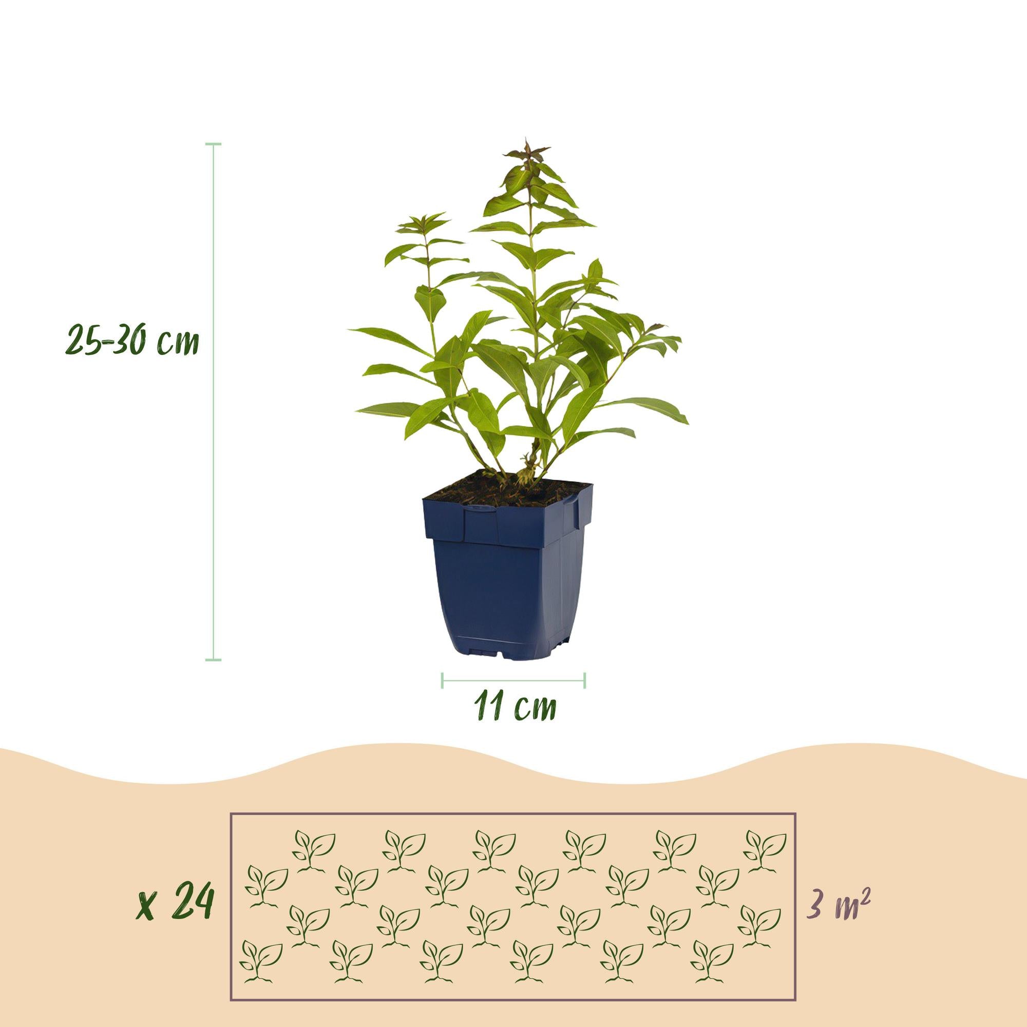 Borderpakket - Geurend - 24 Vaste planten - 3 m2 - Diversen kleuren - Weinig Onderhoud - Pot 11cm