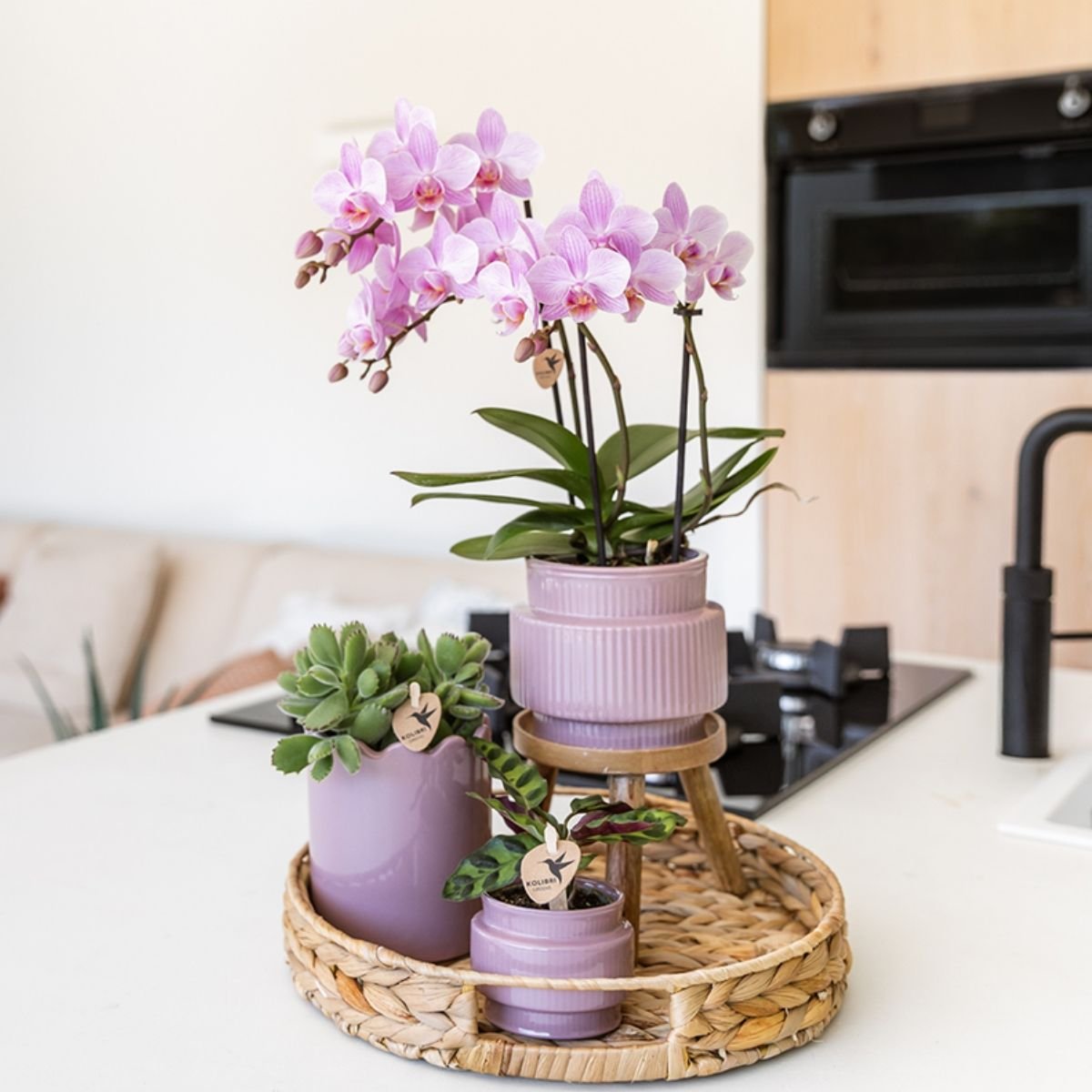 Kolibri Orchids | Roze Phalaenopsis Orchidee - Mineral Chamberry - Ø9 cm