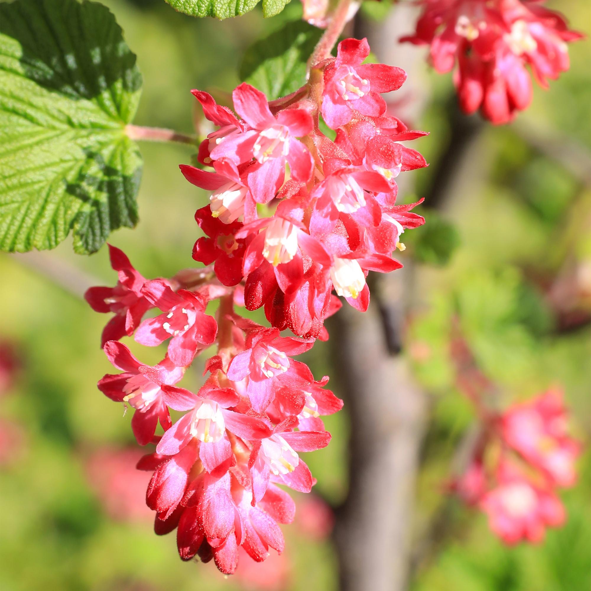 Ribes sanguineum Kind Edward - Bloem Rood - 1 Plant - Bladverliezend - Weinig Onderhoud - Pot 17cm Hoogte 45cm