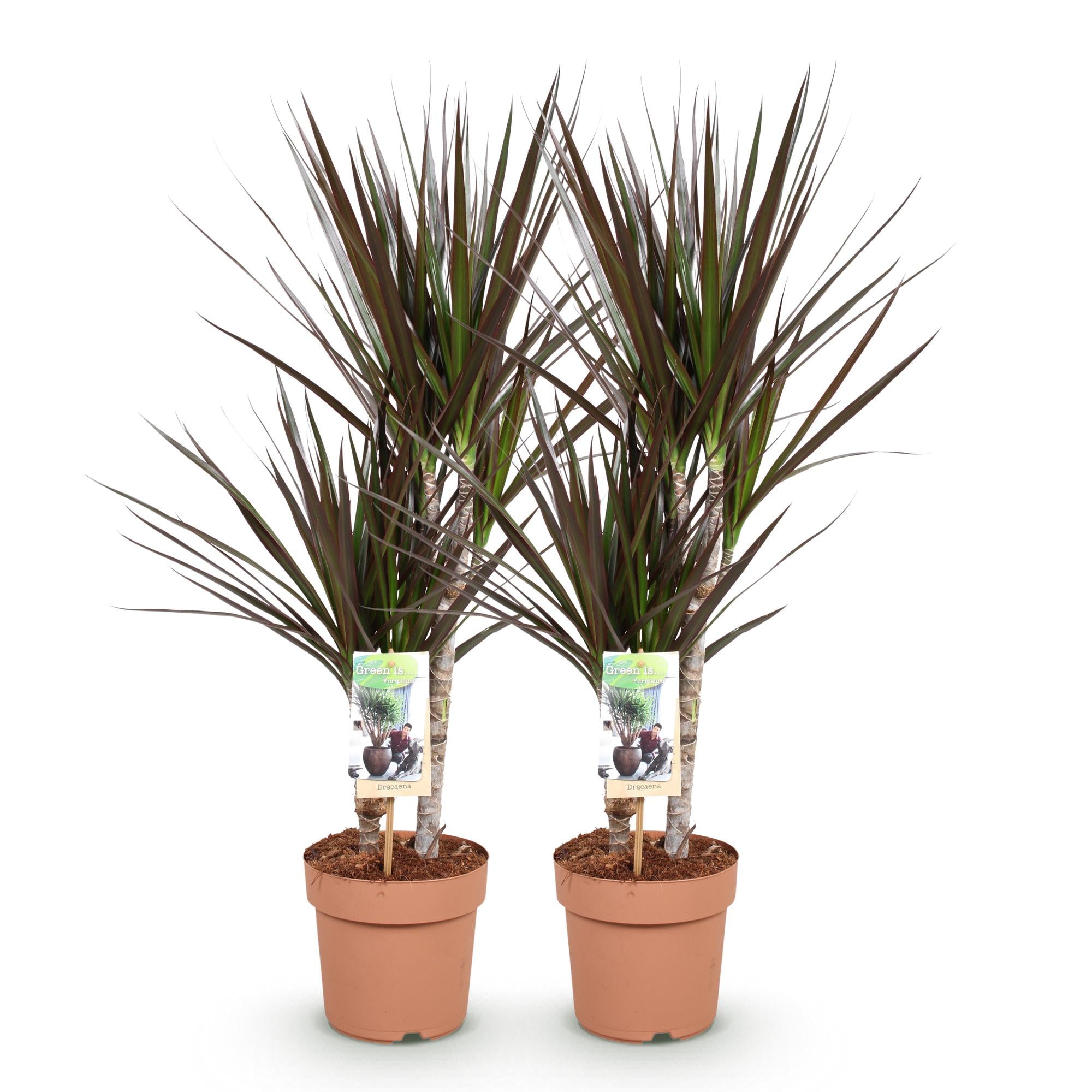 Dracaena Magenta - Drakenbloedboom - Weinig onderhoud - Groen - 2 Planten - Pot 17cm - Hoogte 70-80cm