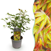 Acer palmatum Little Princess - Groen - 1 Plant - Bladverliezend - Weinig Onderhoud - Pot 12cm Hoogte 35cm