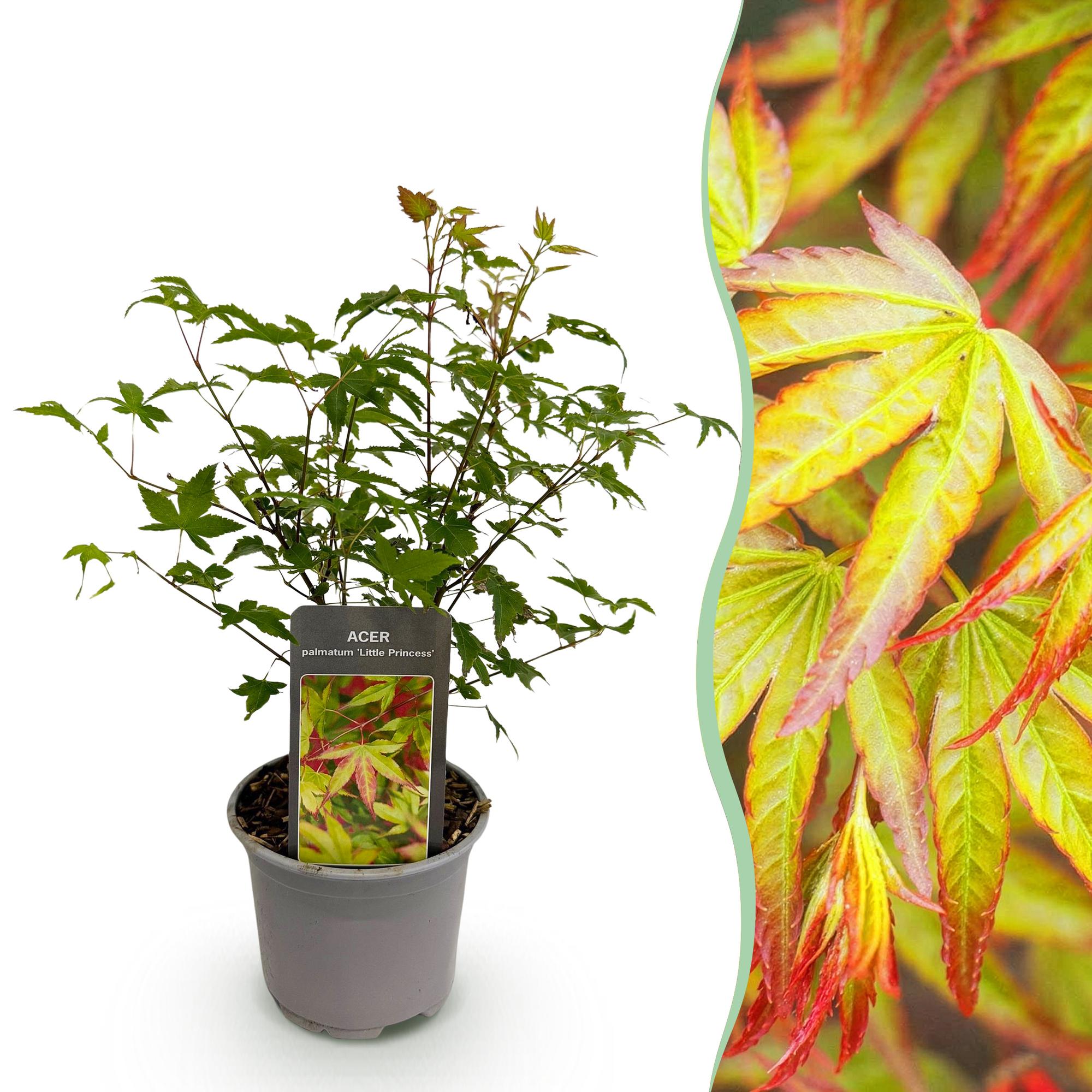 Acer palmatum Little Princess - Groen - 1 Plant - Bladverliezend - Weinig Onderhoud - Pot 12cm Hoogte 35cm