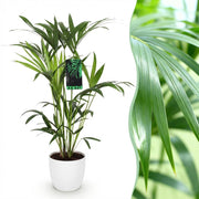 Howea Forsteriana - Kentia Palm - Weinig Onderhoud - Groen - 1 Plant - met Potter Wit - Pot 19cm - Hoogte 80-85cm