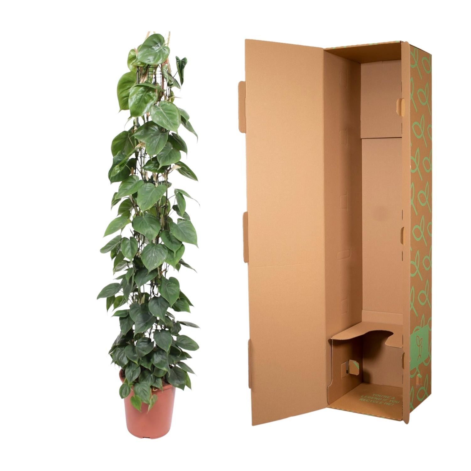 Etagère grillagée Philodendron Scandens - 160 cm - ø27
