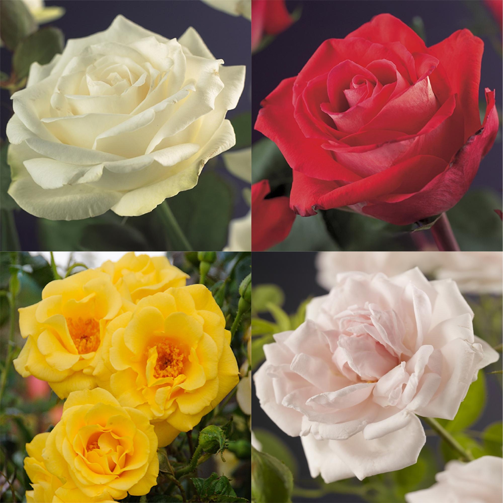 Green boutiQ – Kletterrose – Rosa Rainbow – Blüten: Rosa, Weiß, Gelb, Rot – Pflegeleicht – 4 Pflanzen – Topf: 11 cm, Höhe: 40 cm