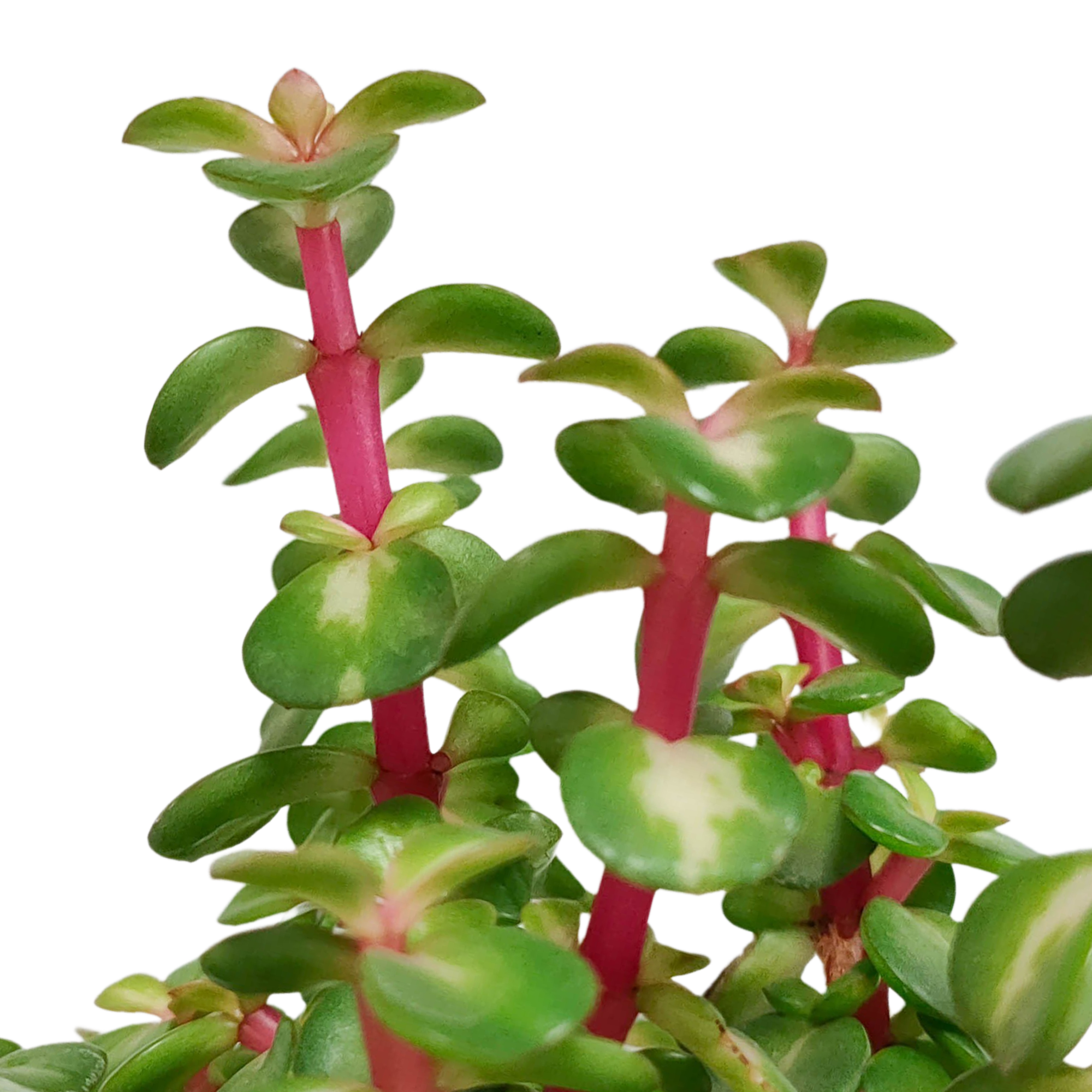 Portulacaria afra mediopicta 10,5cm - in witte pot