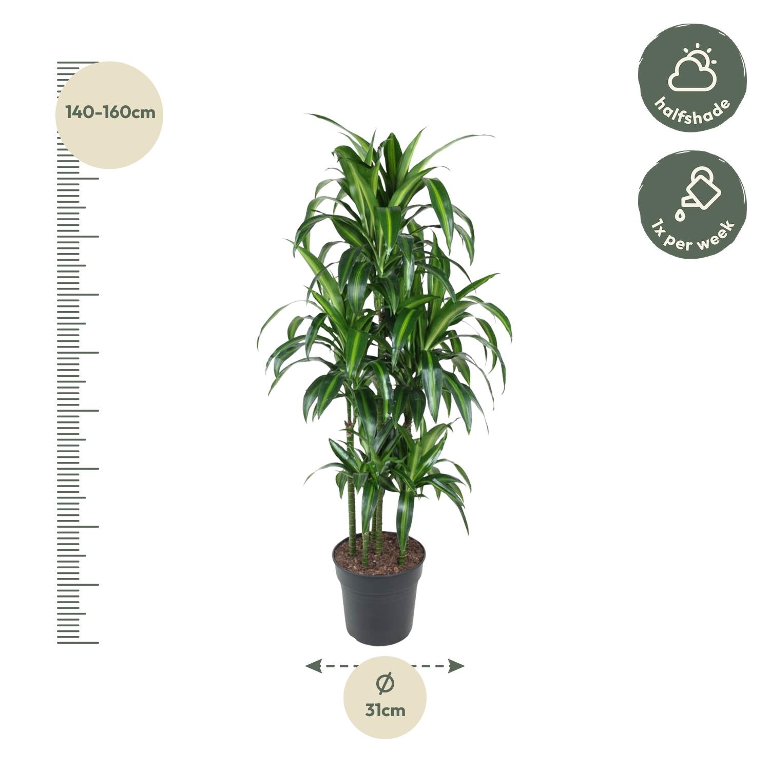 Dracaena Hawaiiana Karussell - 150 cm - ø31