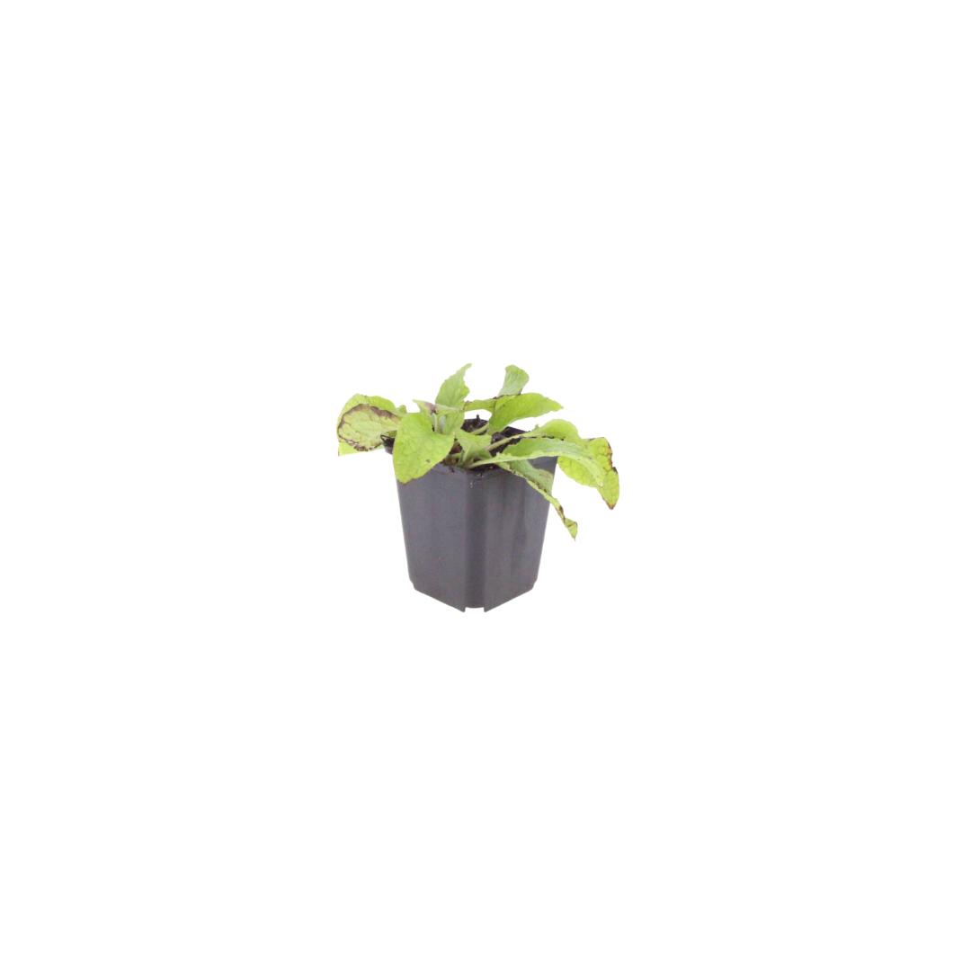 12x Symphytum grand. 'Wisley Blue' - ↕10-25cm - Ø9cm